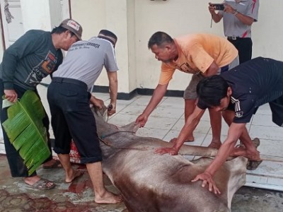 Pemotongan Hewan Qurban